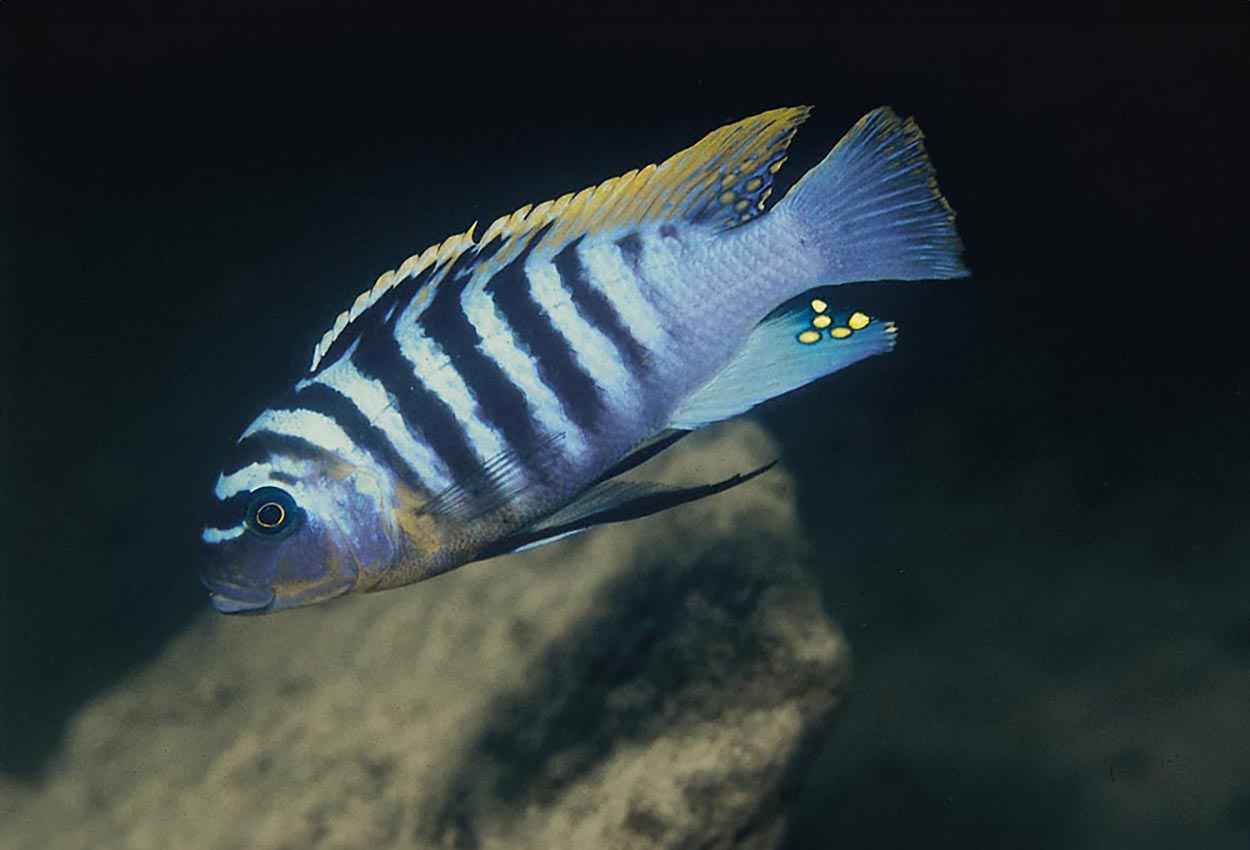 Hongi-fainzilberi, Zebra-gullbryst