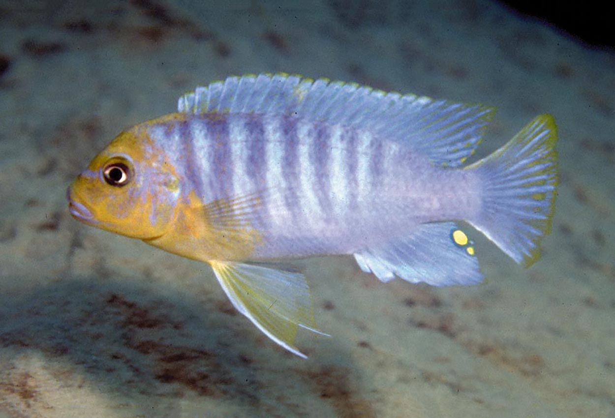 Greberi, Gregorius