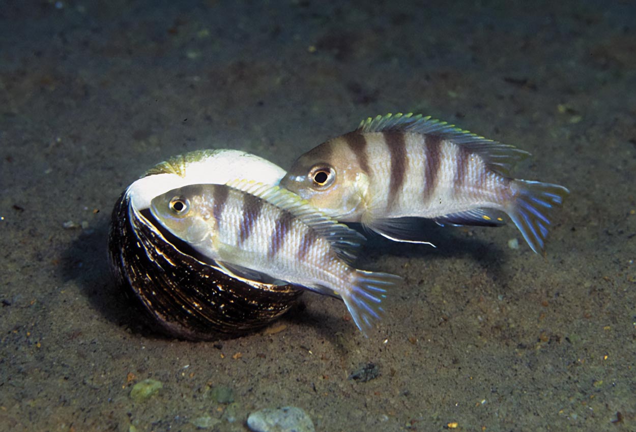 Seashell mbuna