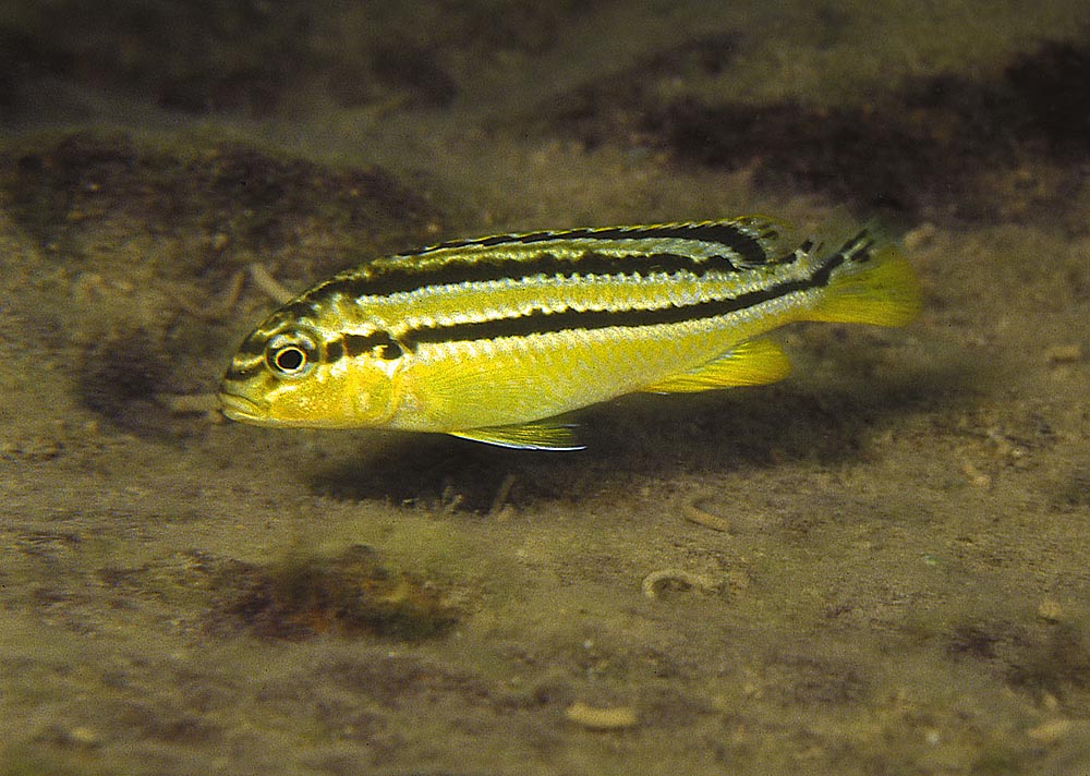Melanochromis auratus, Thumbi West (hona)