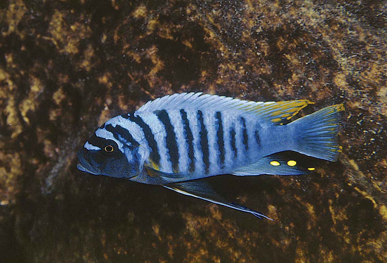 Manda-fainzilberi, Zebra-gullbryst