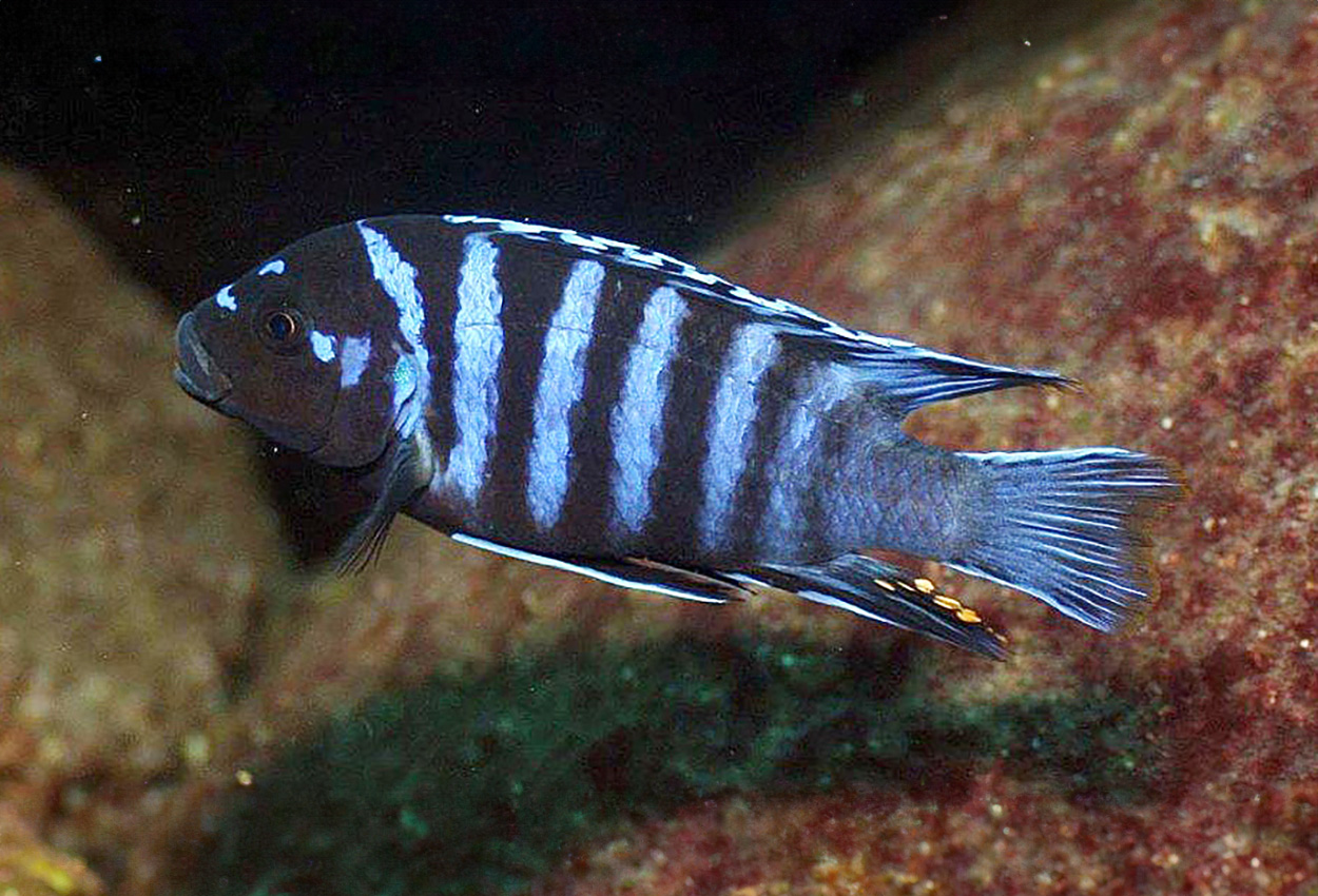 Aggressive barer-mbuna