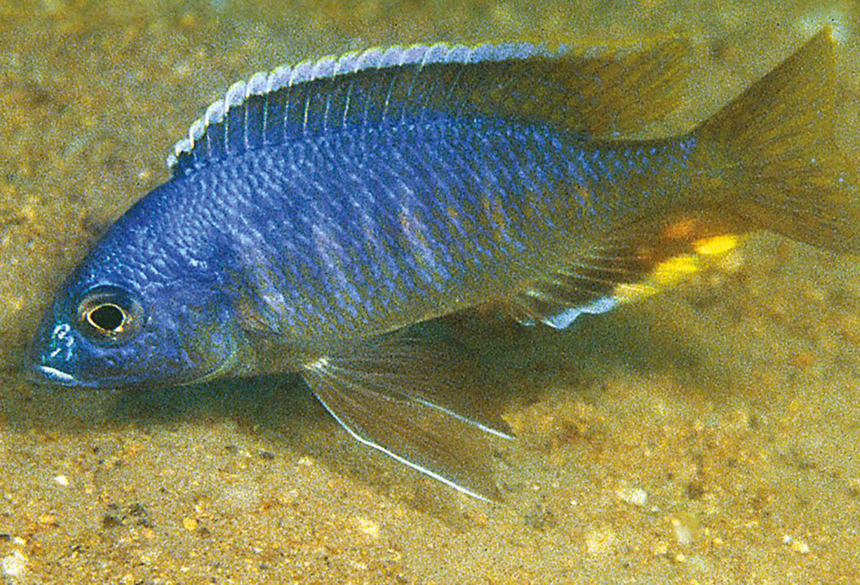 Thinos utaka