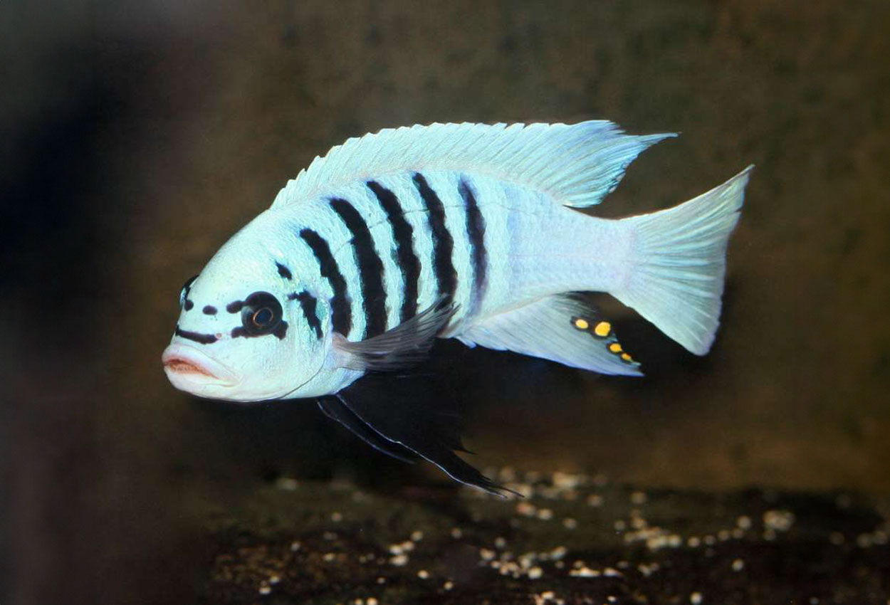 Maison Reef sebra