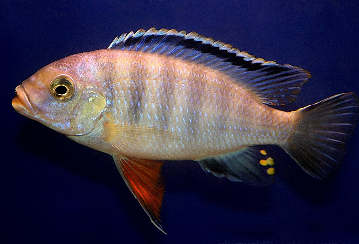 Flamme petrotilapi