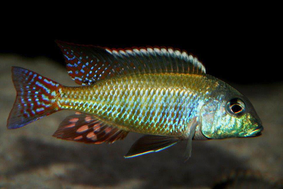 Lethrinops albus