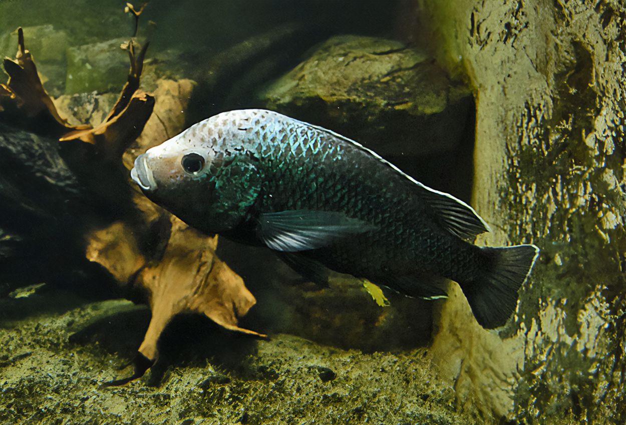 Oreochromis squamipinnis