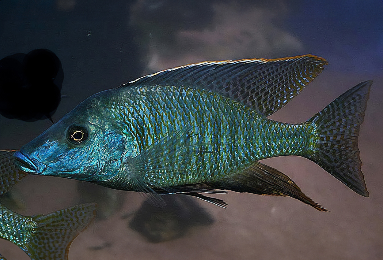 Taeniolethrinops praeorbitalis