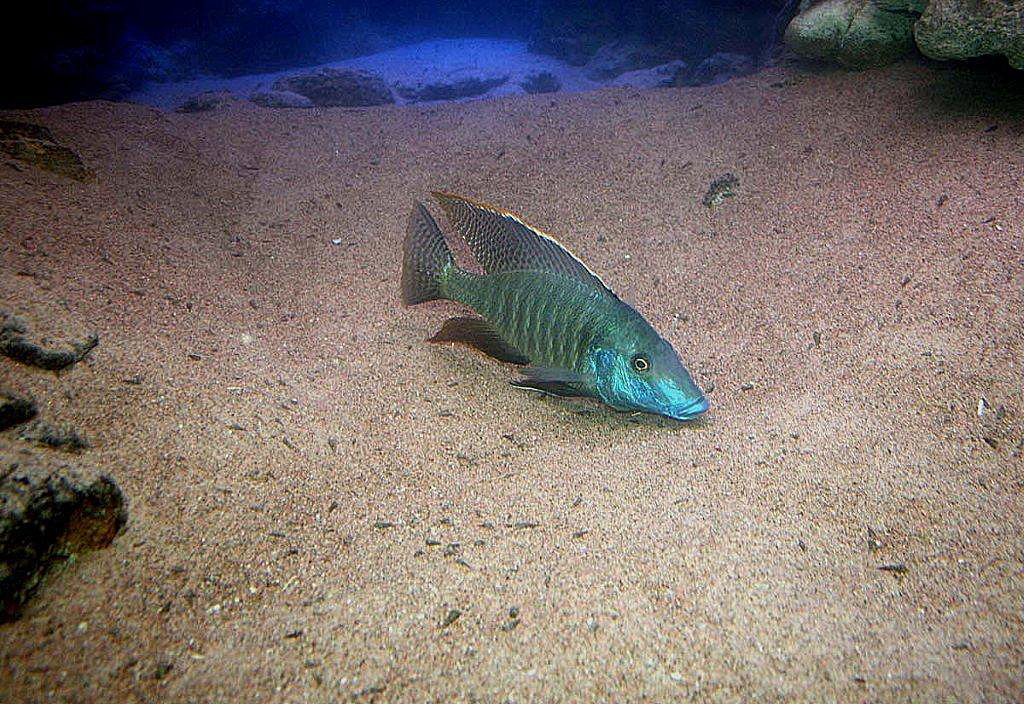 Taeniolethrinops praeorbitalis