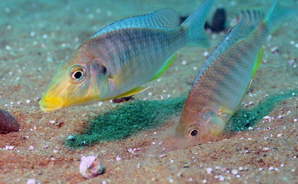 Taeniolethrinops praeorbitalis