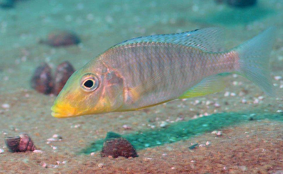 Taeniolethrinops praeorbitalis