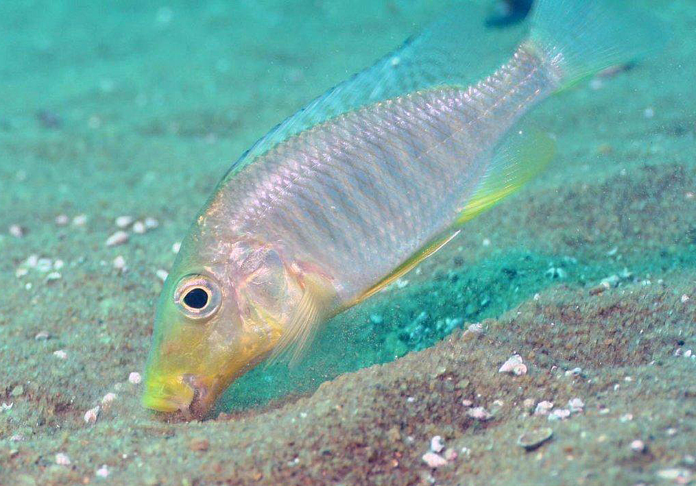 Taeniolethrinops praeorbitalis