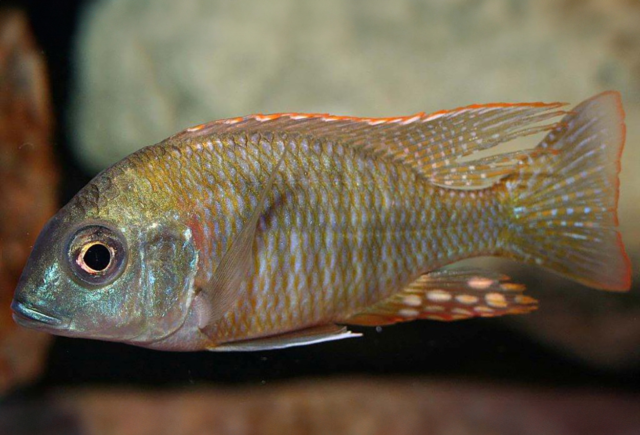 Røde Mdoka lethrinops