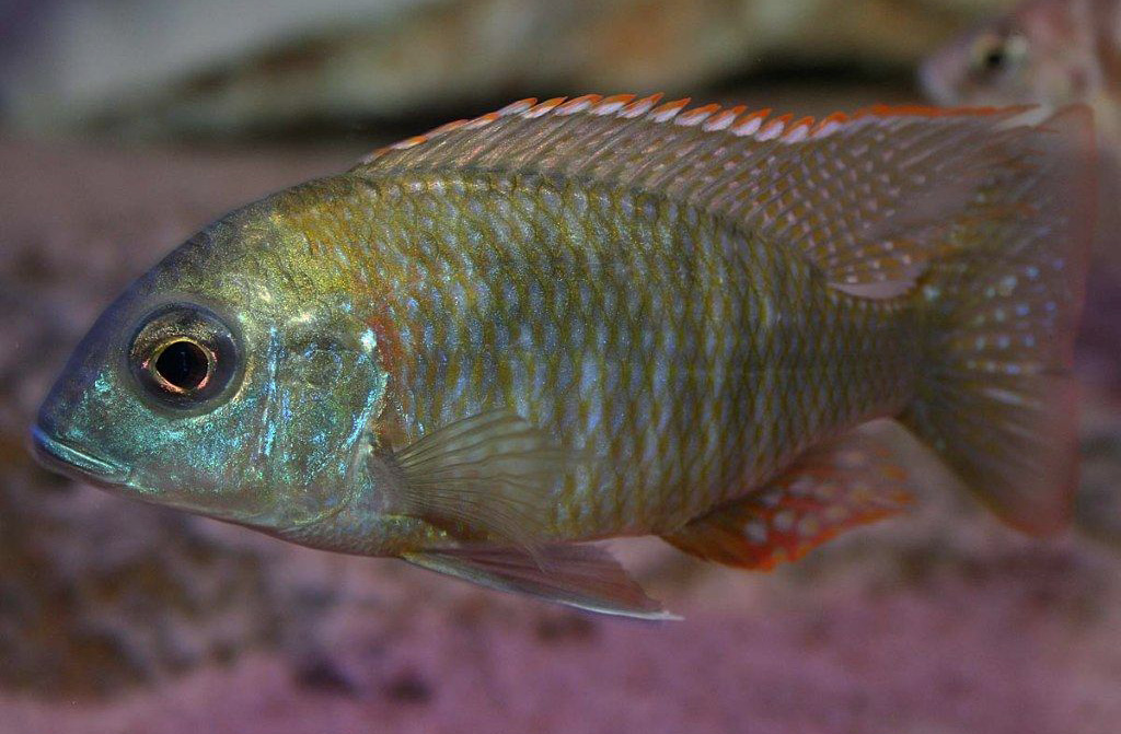 Lethrinops sp. 'red mboka'