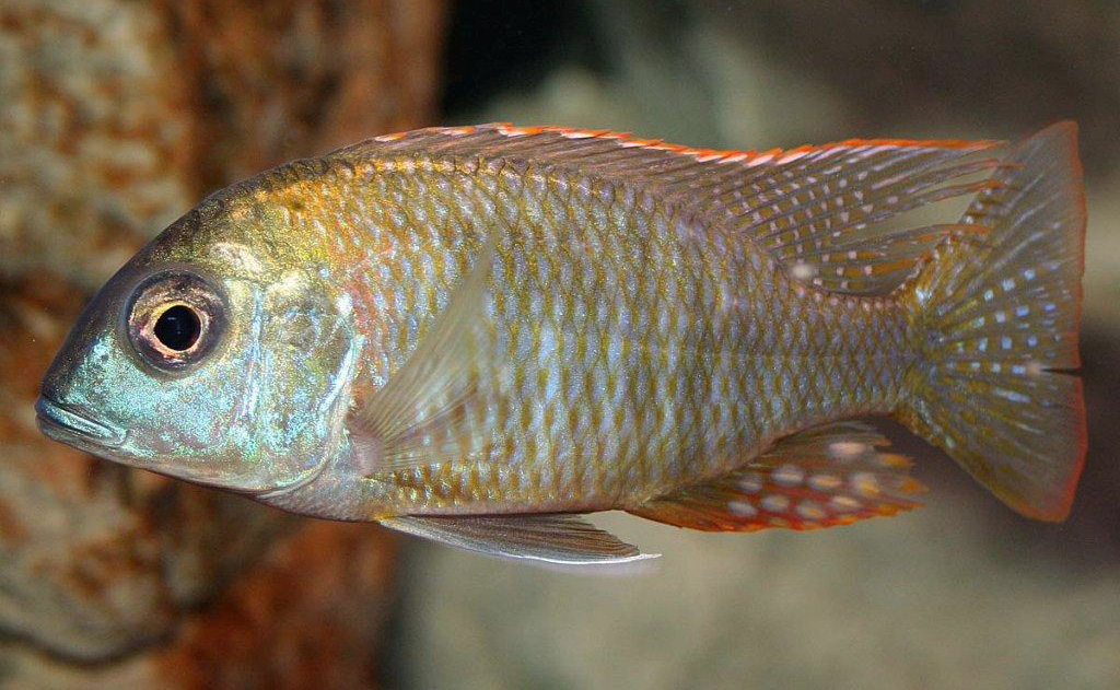 Lethrinops sp. 'red mboka'