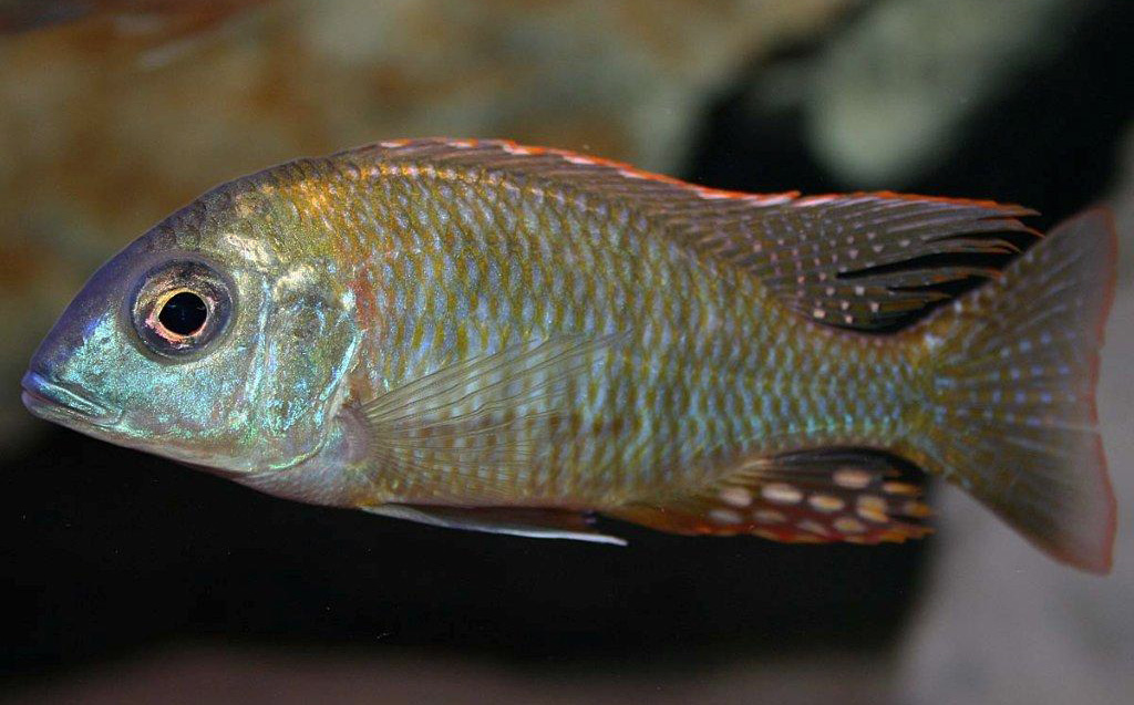 Lethrinops sp. 'red mboka'