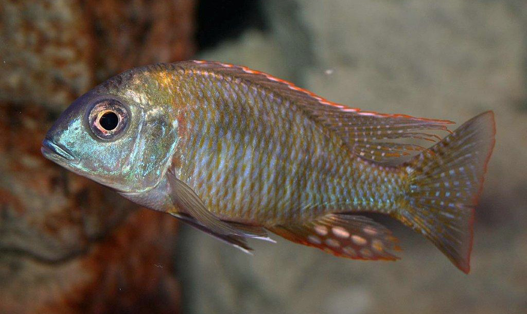 Lethrinops sp. 'red mboka'