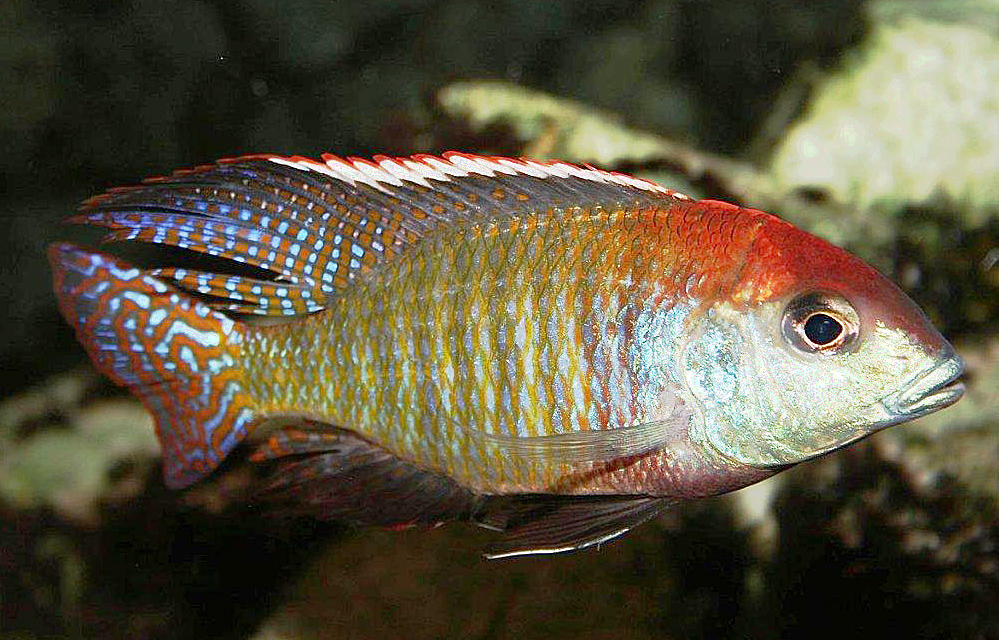 Lethrinops sp. 'red cap', Itungi