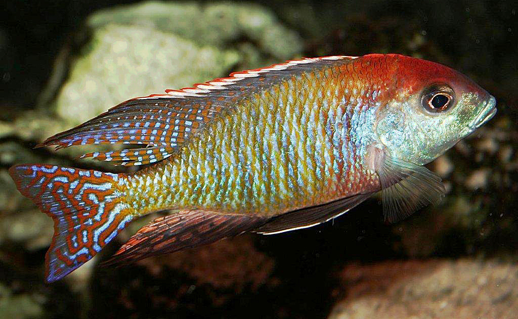Lethrinops sp. 'red cap', Itungi