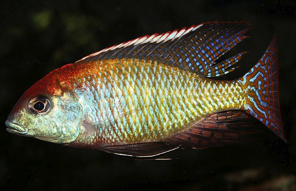 Lethrinops sp. 'red cap', Itungi