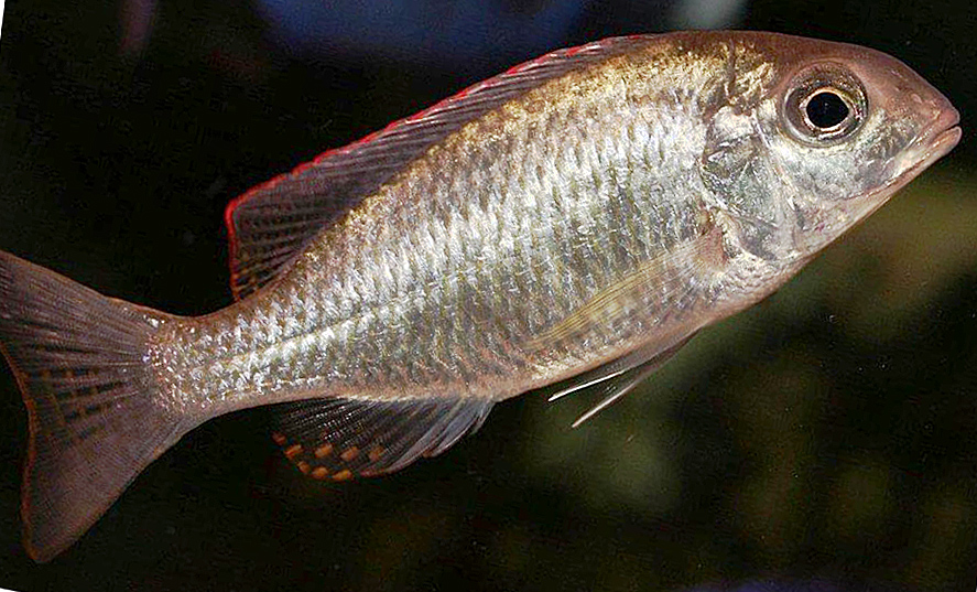 Lethrinops sp. 'red cap', Itungi
