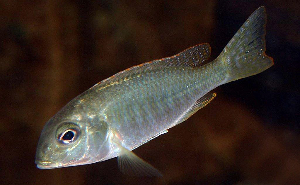 Lethrinops albus, Msaka