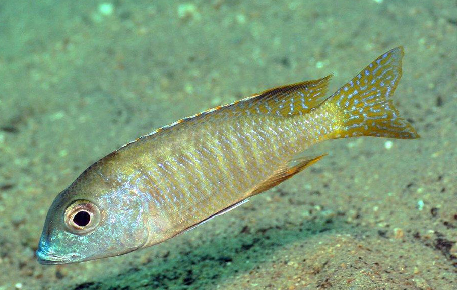Lethrinops albus, Tsano