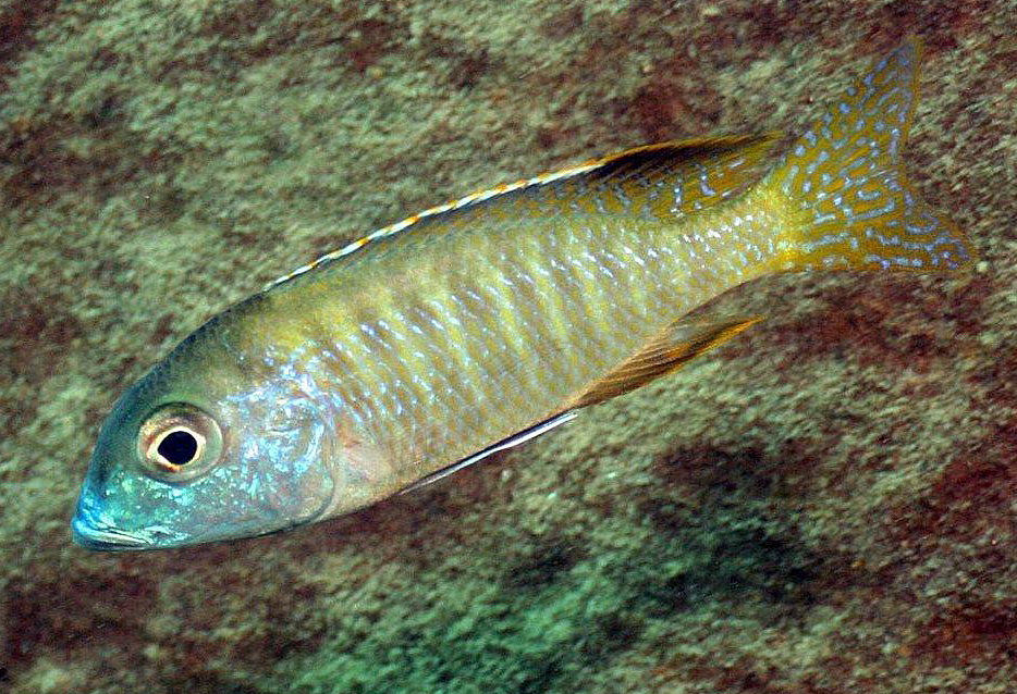 Lethriops albus, Tsano