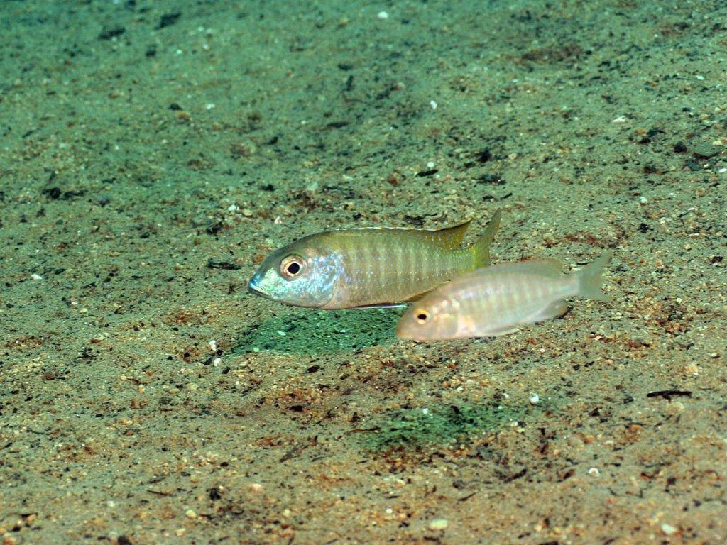 Lethrinops albus, Tsano