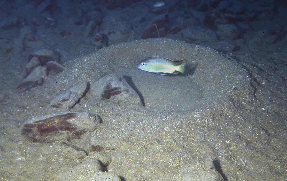 Tramitichromis brevis
