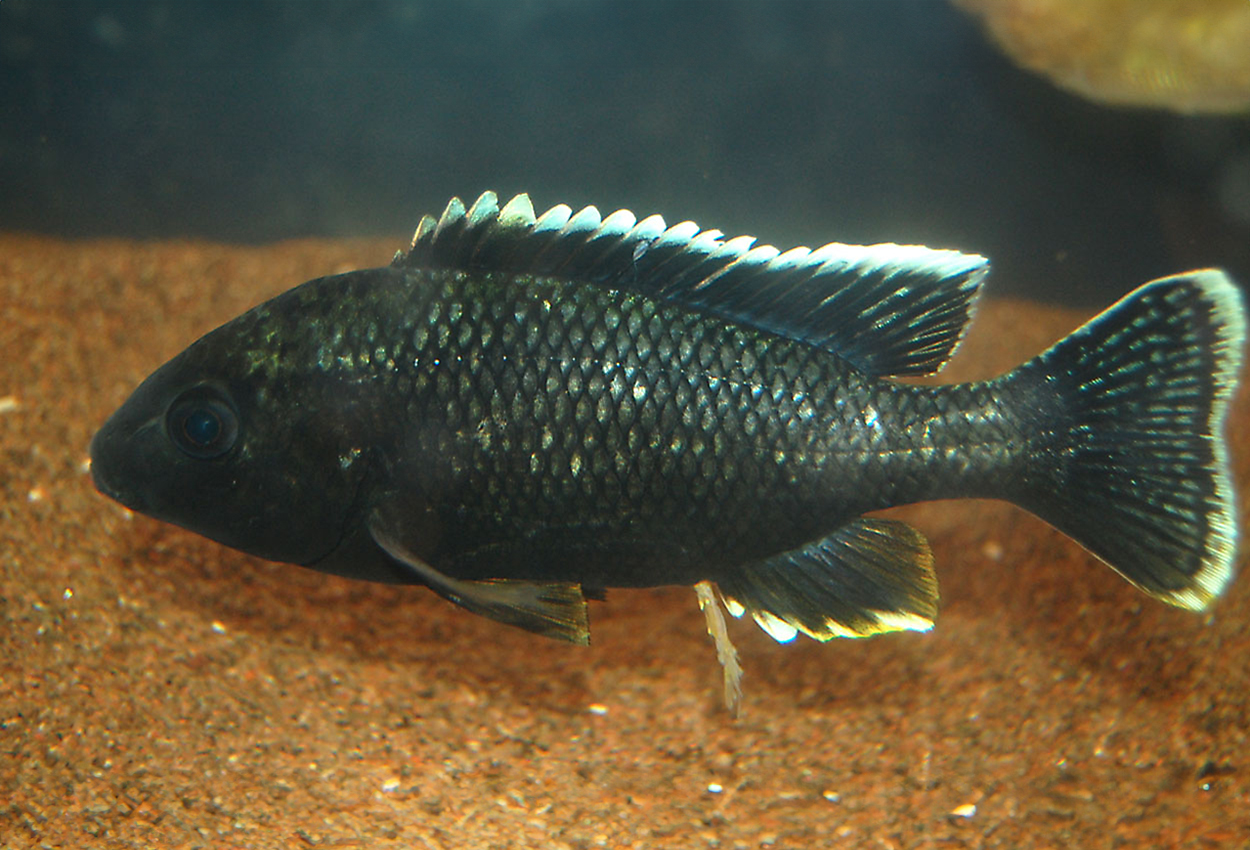Oreochromis karongae