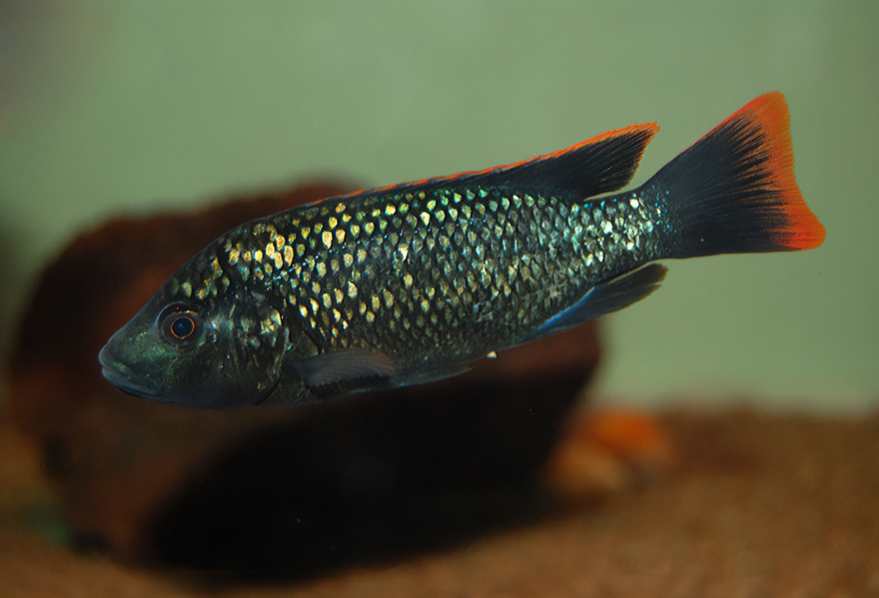 Oreochromis shiranus