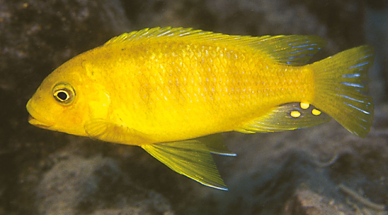Petrotilapia flaviventris, Cobwe