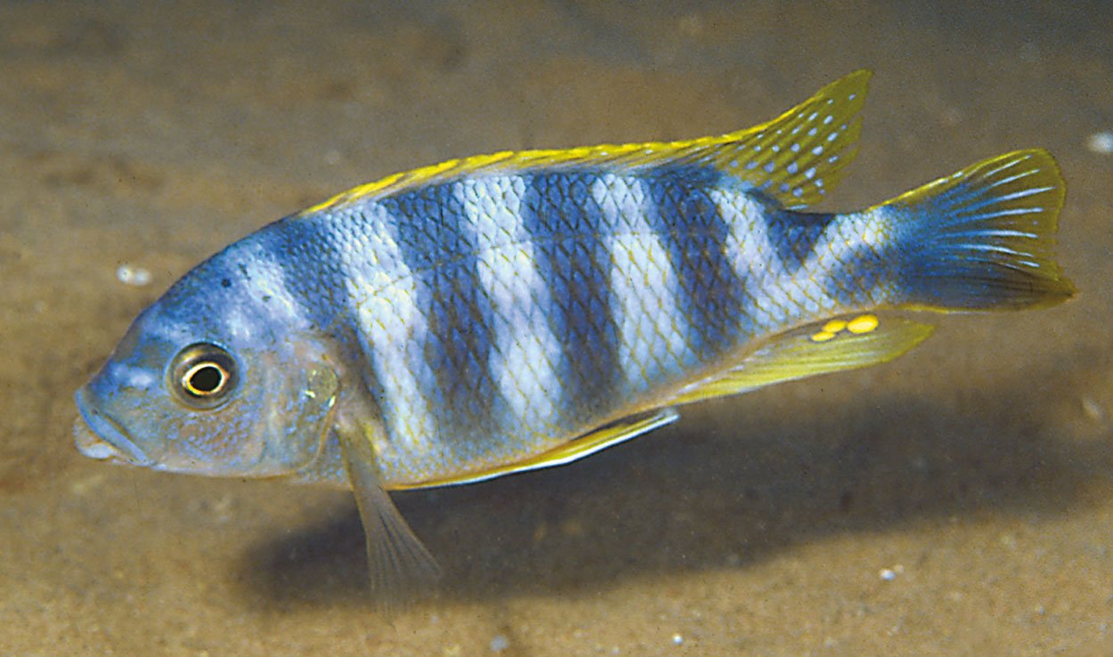 Petrotilapia sp. chitimba', Chitimba