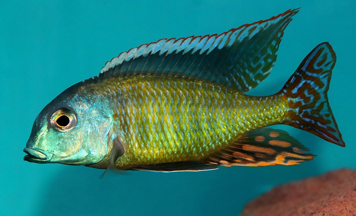 Tramitichromis lituris