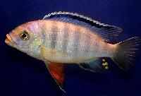 Petrotilapia pyroscelos, Chizumulu