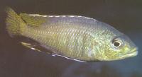 Corematodus taeniatus