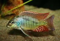Lethrinops lunaris