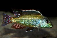 Lethrinops albus