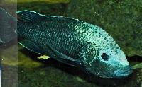 Oreochromis squamipinnis