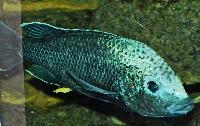 Oreochromis squamipinnis