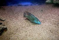 Taeniolethrinops praeorbitalis