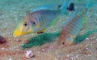 Taeniolethrinops praeorbitalis