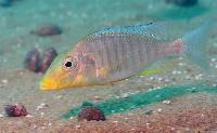 Taeniolethrinops praeorbitalis