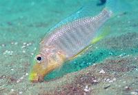 Taeniolethrinops praeorbitalis