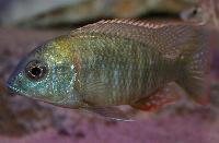 Lethrinops sp. 'red mboka'