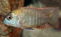 Lethrinops sp. 'red mboka'