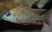 Lethrinops sp. 'red mboka'