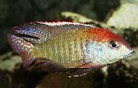 <i>Lethrinops</i> sp. 'red cap', Itungi
