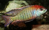 <i>Lethrinops</i> sp. 'red cap', Itungi